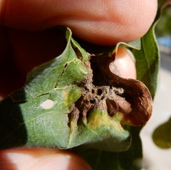 Neuroterus quercicola