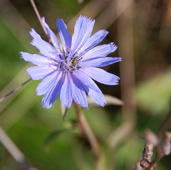 Augochlorella aurata