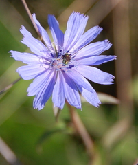 Augochlorella aurata