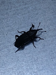Sphenophorus cariosus