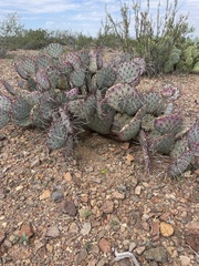 Opuntia azurea