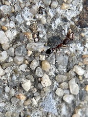 Cardiocondyla mauritanica