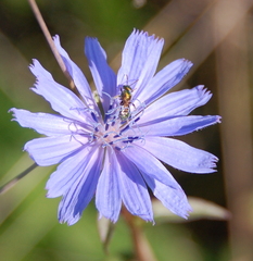 Augochlorella aurata