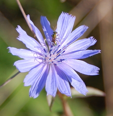 Augochlorella aurata