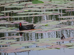 Gallinula chloropus meridionalis