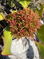 Protea witches broom phytoplasma
