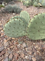 Opuntia engelmannii