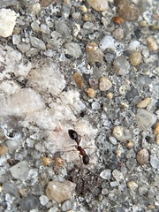 Cardiocondyla mauritanica
