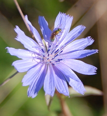 Augochlorella aurata