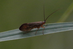 Anabolia nervosa