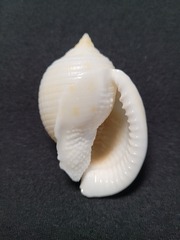 Semicassis granulata