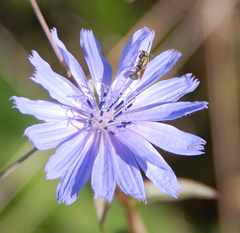 Augochlorella aurata