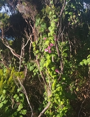Lophospermum erubescens