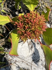 Protea witches broom phytoplasma