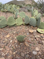 Opuntia engelmannii