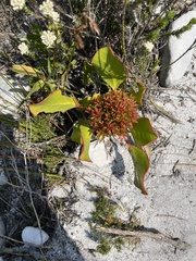 Protea witches broom phytoplasma