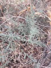Asparagus acutifolius
