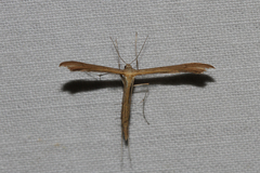 Stenoptilia pterodactyla