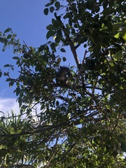 Sciurus yucatanensis