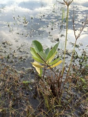 Calotropis gigantea