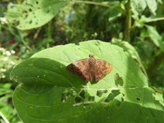Pellicia arina