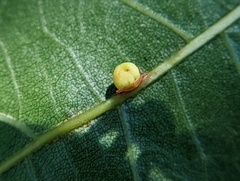 Kokkocynips