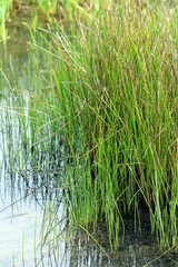 Schoenoplectus acutus