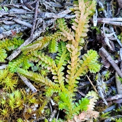Selaginella helvetica