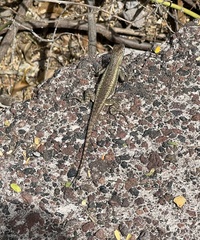 Microlophus bivittatus