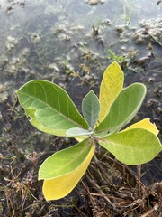 Calotropis gigantea