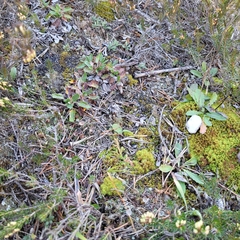 Selaginella helvetica