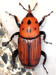 Rhynchophorus ferrugineus