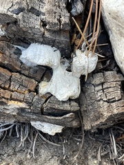 Spongiporus leucospongia
