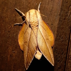 Oiticella convergens