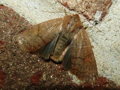 Eupsilia vinulenta