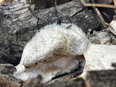 Spongiporus leucospongia