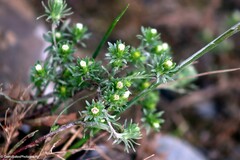 Symphyotrichum ciliatum