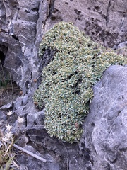 Petrophytum caespitosum