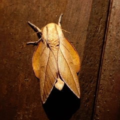 Oiticella convergens