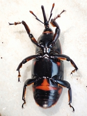 Rhynchophorus ferrugineus