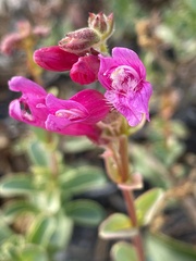 Penstemon newberryi