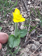 Ranunculus bullatus