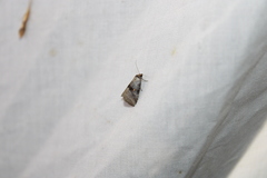 Hyperstrotia flaviguttata