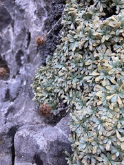 Petrophytum caespitosum