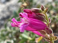 Penstemon newberryi