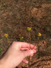 Helianthus occidentalis