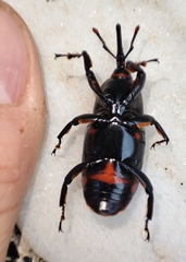 Rhynchophorus ferrugineus
