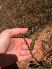 Helianthus occidentalis
