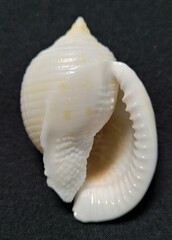 Semicassis granulata