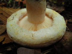 Lactarius